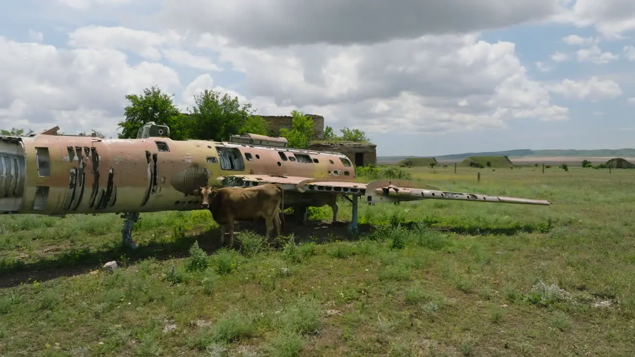 Cow standing by air fighter plane wreckage at Shiraki airbase Georgia