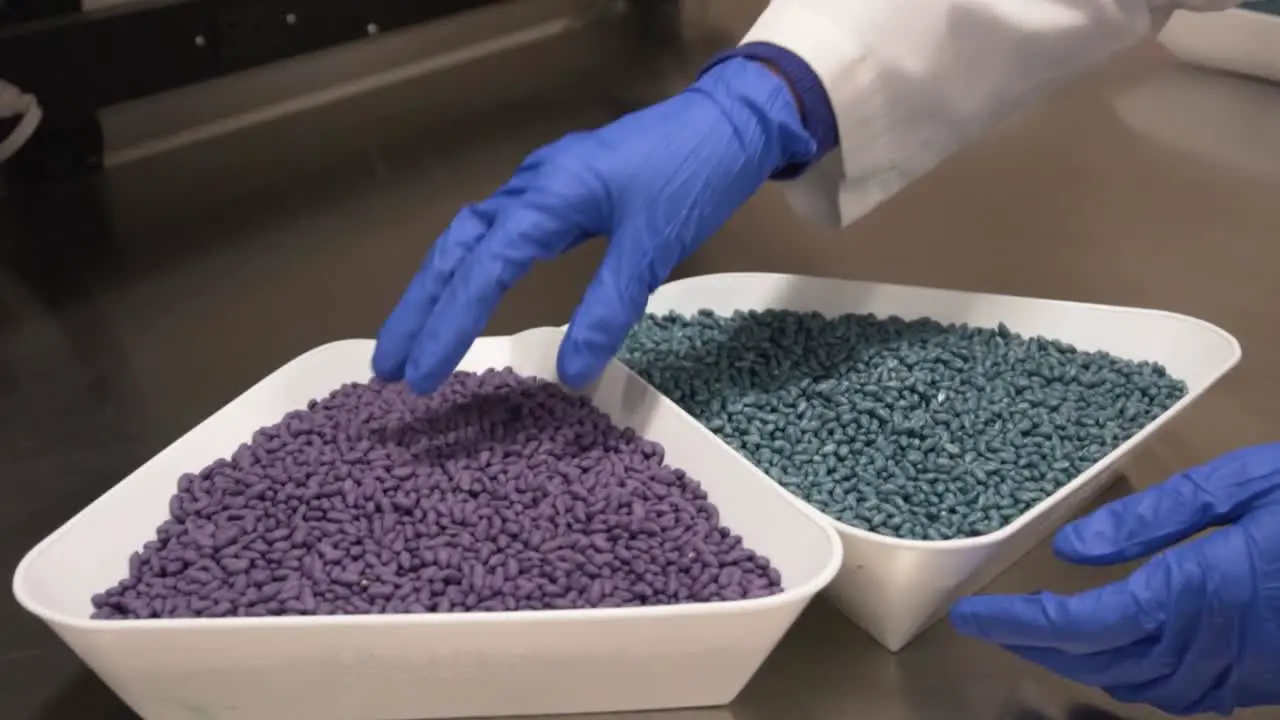 Scientist examining color treatment on soybean and corn seeds in a lab