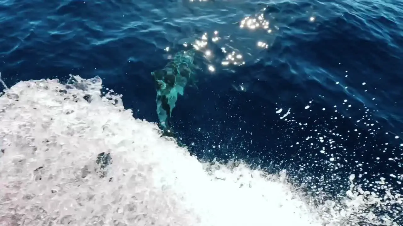 Dolphins swimming in front of boat of the coast of Gran Canaria