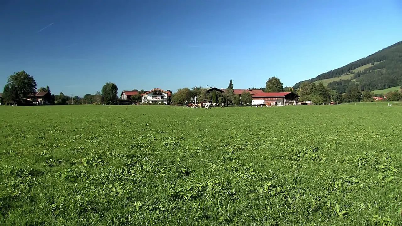 Grassland and meadow with cows in Bavaria Germany-1