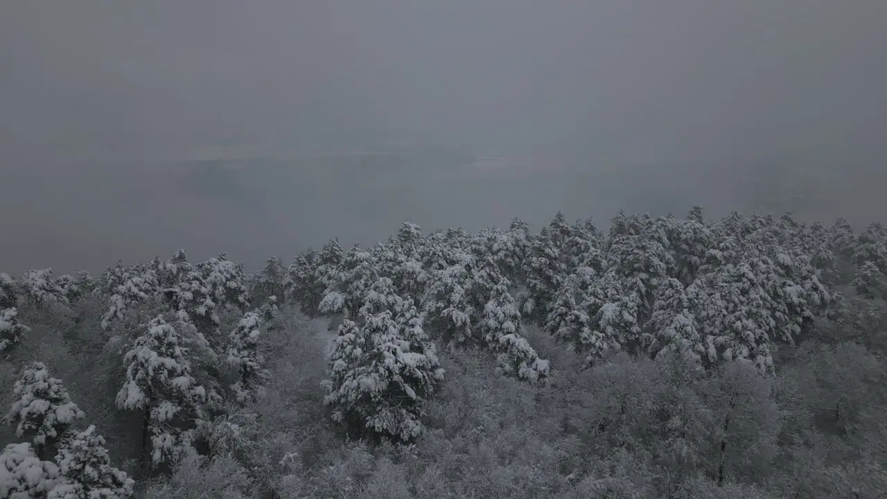 Winter Forest Footage Fog and snow