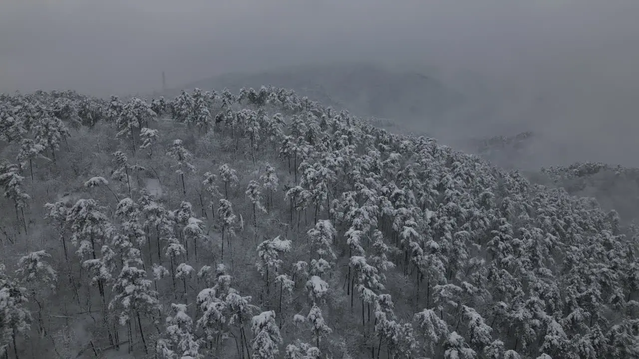 Winter Holiday Aerial footage of snowy forest