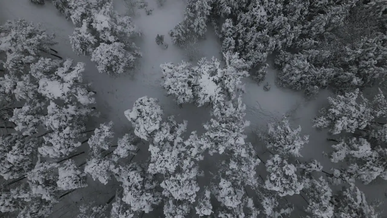 Aerial Footage of forest in winter