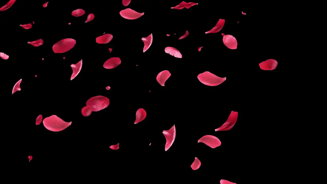 Rose Petals floating and Falling animation with alpha channel