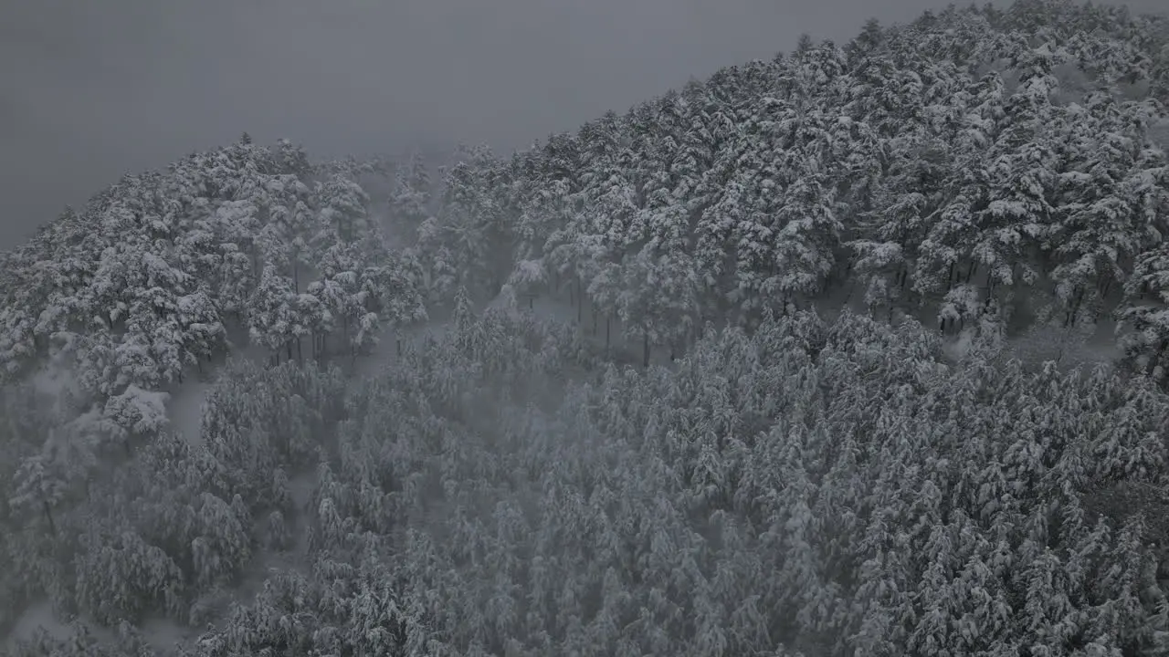 Winter Village Aerial Footage of snowy forest