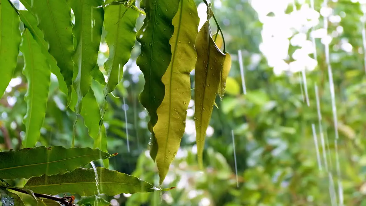 Heavy rain downpour with water droplets splashing on green leaves in the garden forest jungle close up of leaf and raindrops in beautiful sunlight