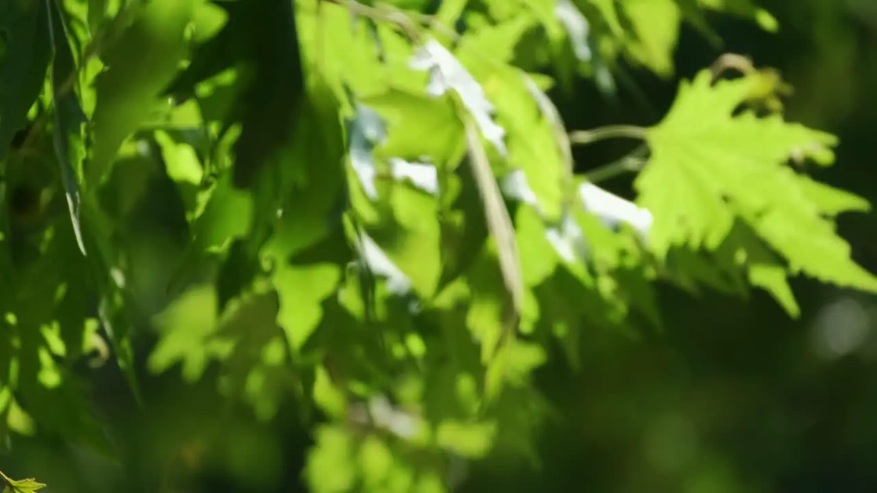 Green sycamore leaves swaying in the gentle wind