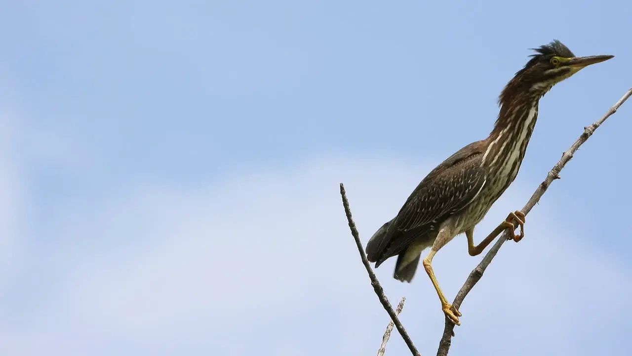 Juvenile Male Green Heron Waterbird Perched on Branch looking Around and Stretches Out their Neck