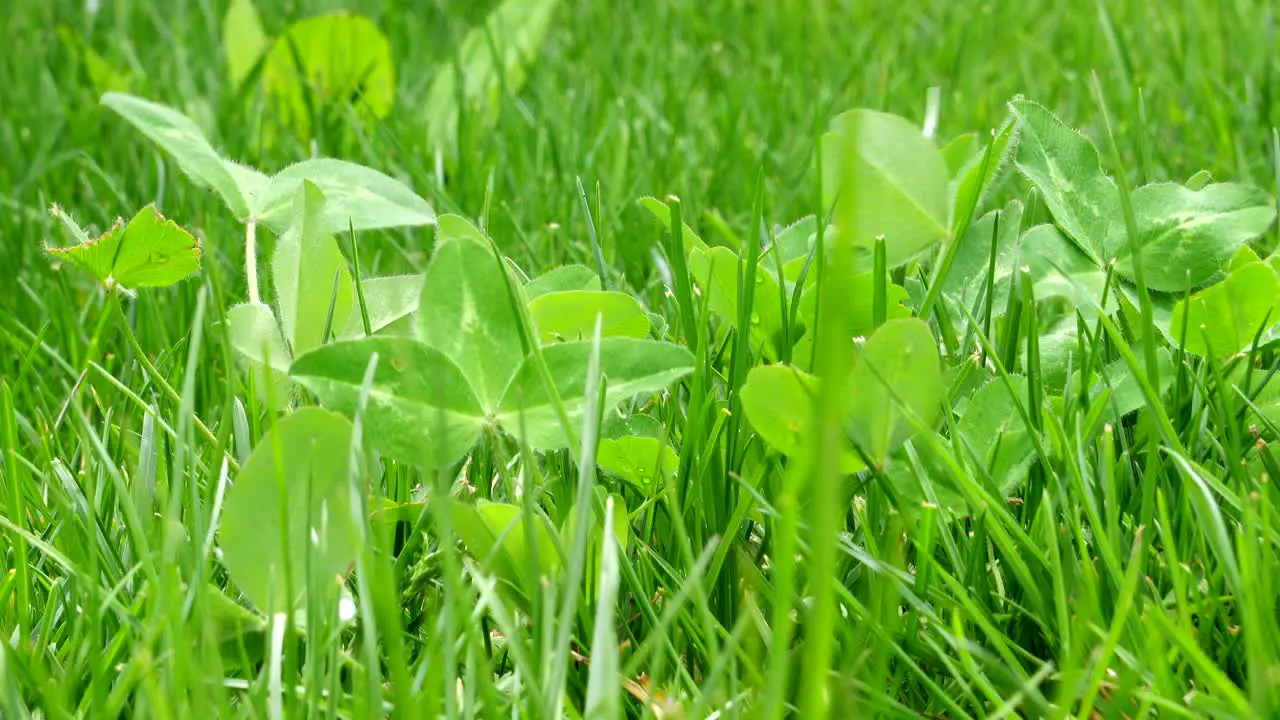 A mix of clover blowing in the breeze in the lawn