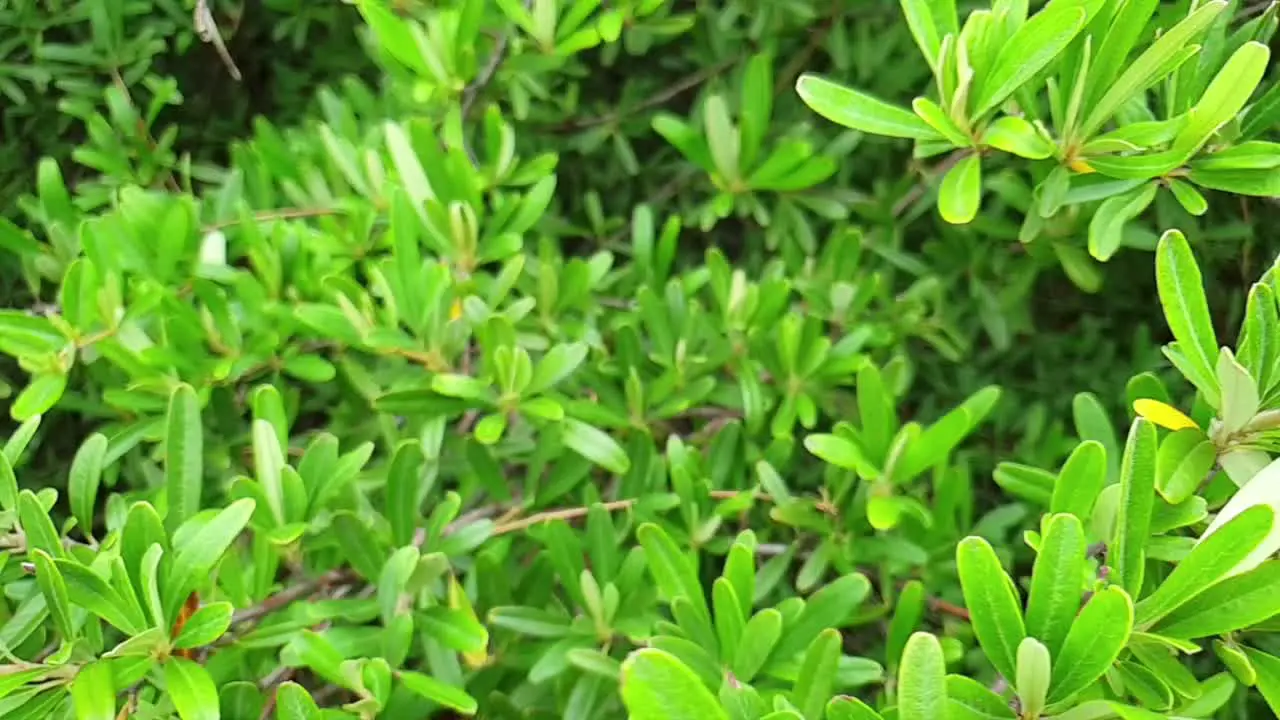 Slow motion slide pan emerald green shrub bush growing in the wild near Moluti sandstone mountains South Africa