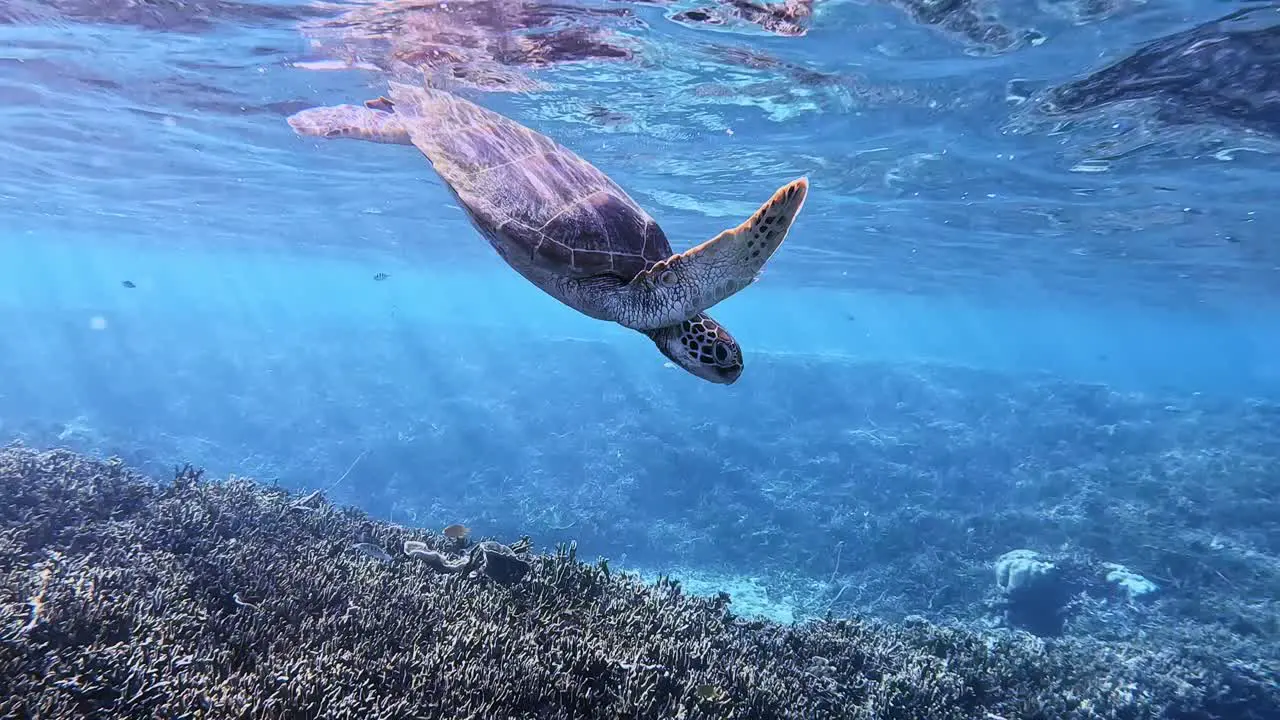 Green Sea Turtle Diving In Shallow Sea Onto The Reef