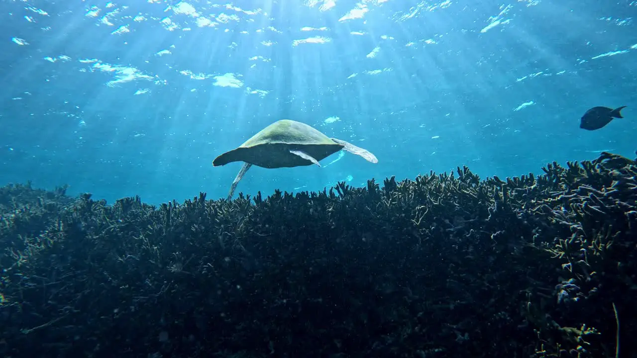 Green Sea Turtles Swimming Into The Distance In Crystal Clear Water