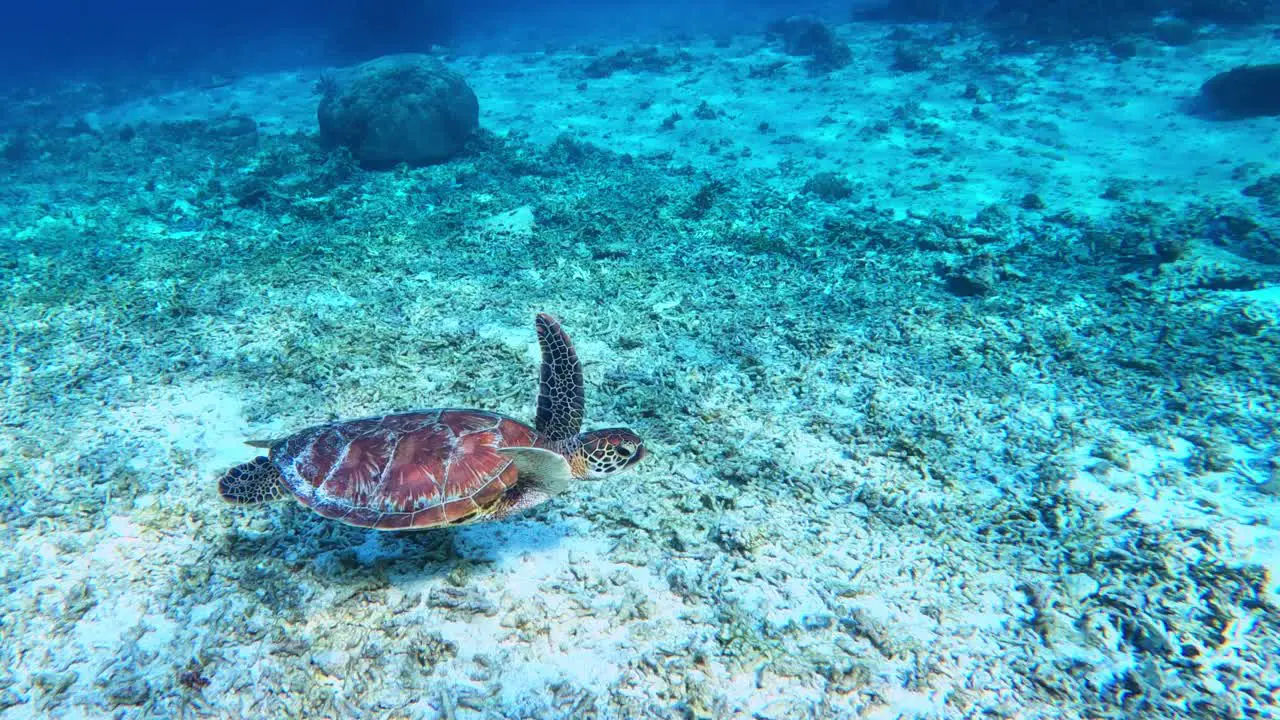 Green Sea Turtle Gliding Over An Area Of White Sand