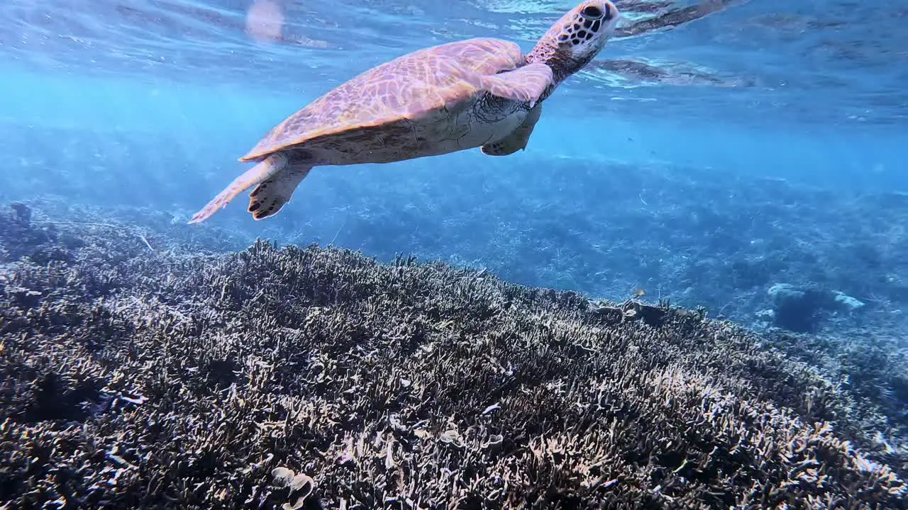 Green Sea Turtle Surfacing For A Breath Of Air