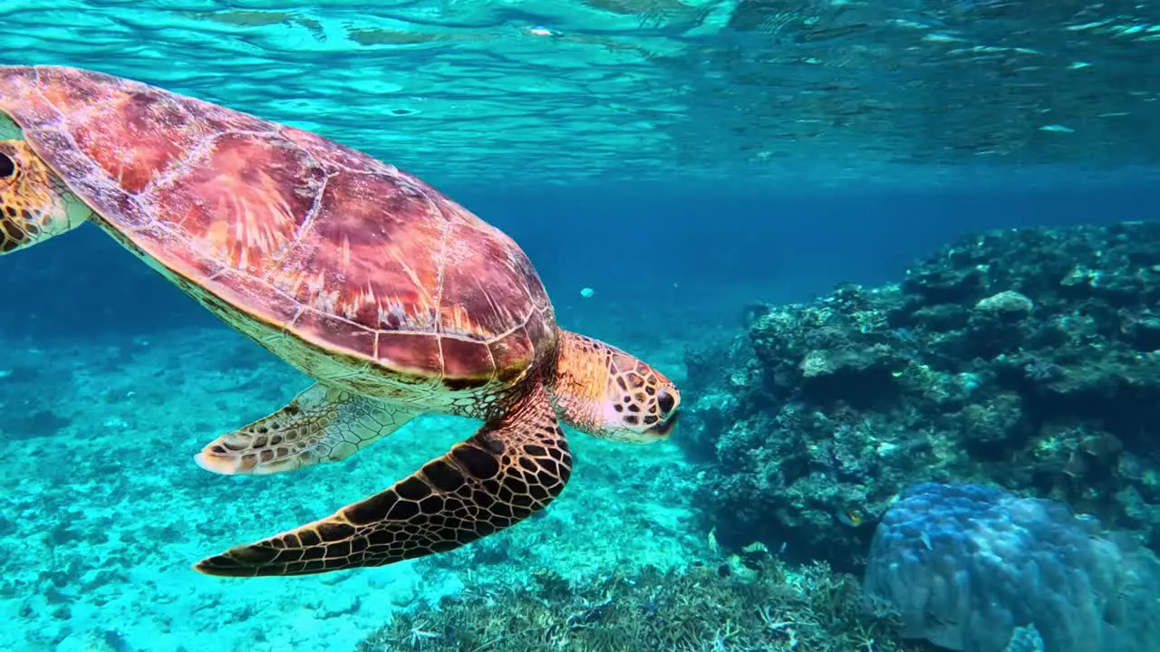 Closeup Of Green Sea Turtle Swimming Under The Tropical Blue Sea After Taking A Breath