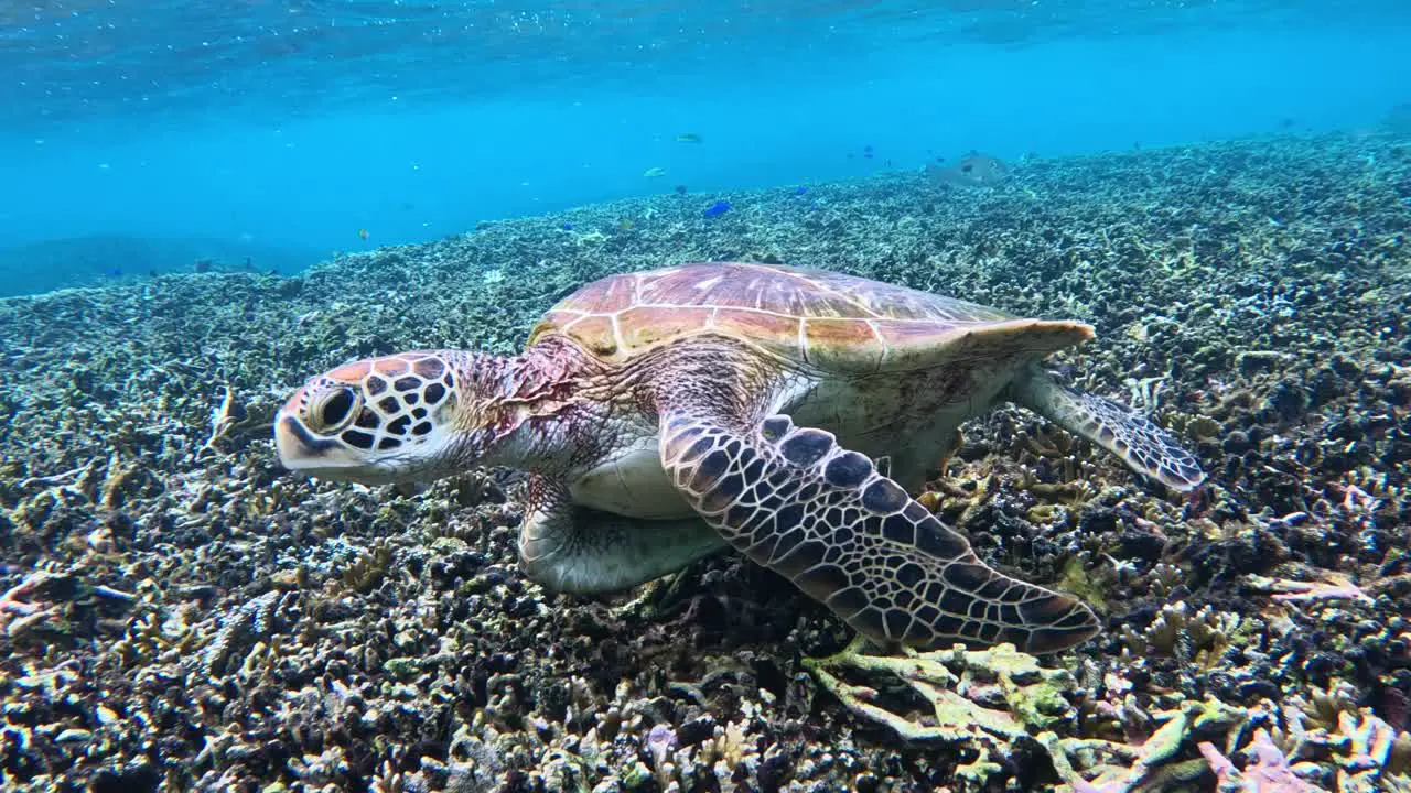 Close Up Shot Of Green Sea Turtle Swimming Under The Tropical Blue Sea