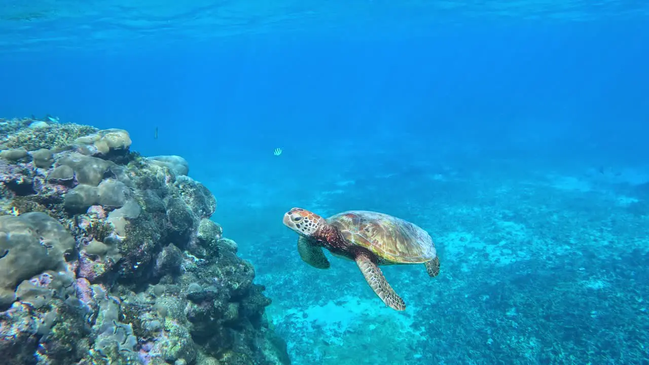 Green Sea Turtle Swimming Under The Tropical Blue Sea