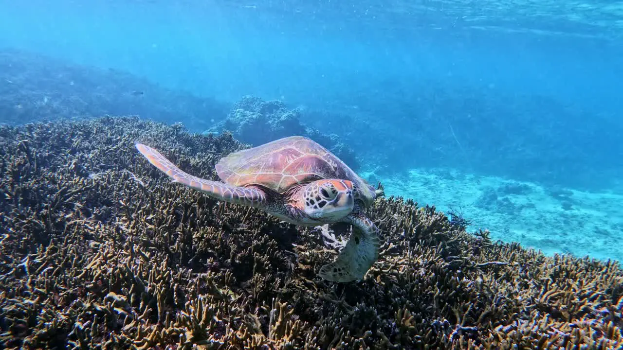 Closeup Of Green Sea Turtle Swimming Under The Tropical Blue Sea