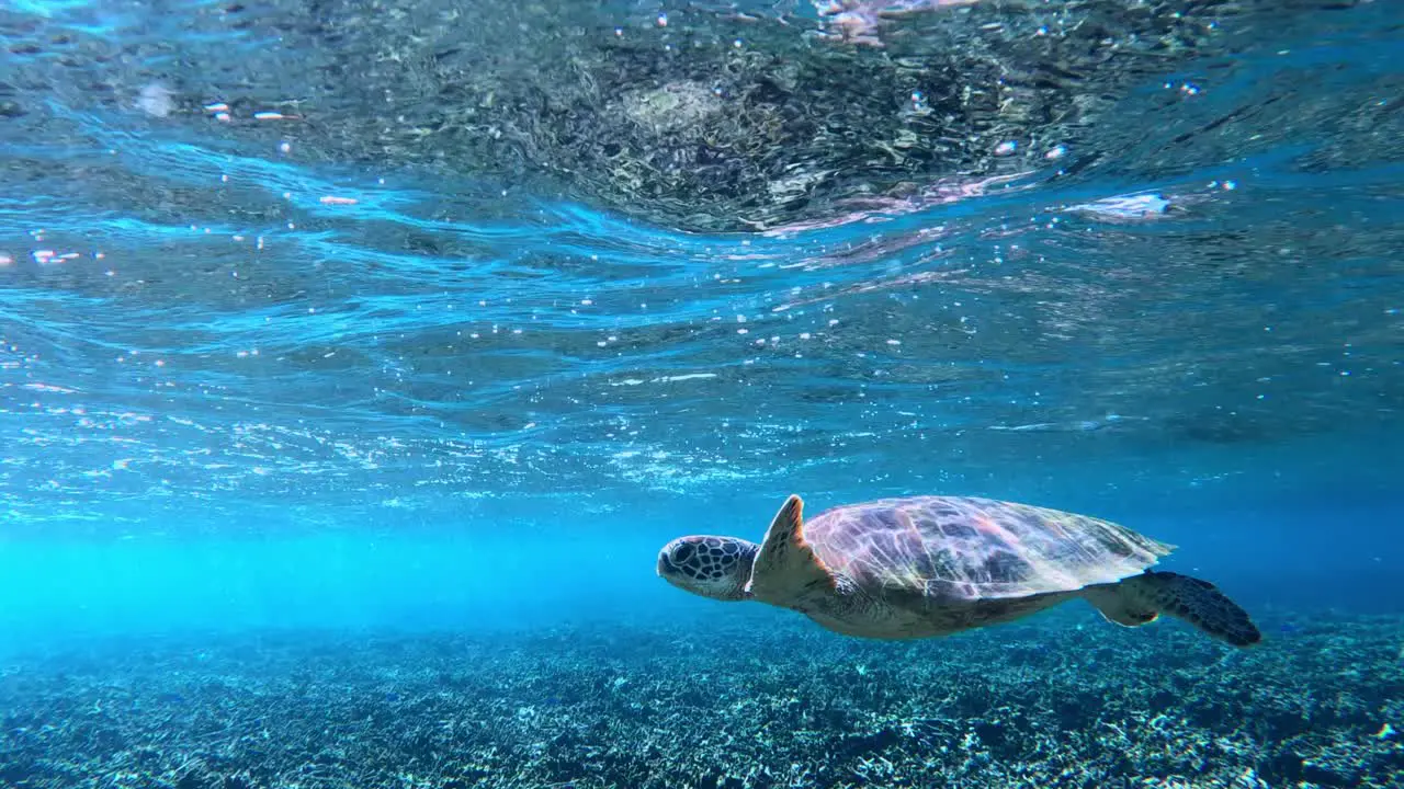 Closeup Of Green Sea Turtle Surfacing For A Breath In Tropical Blue Sea