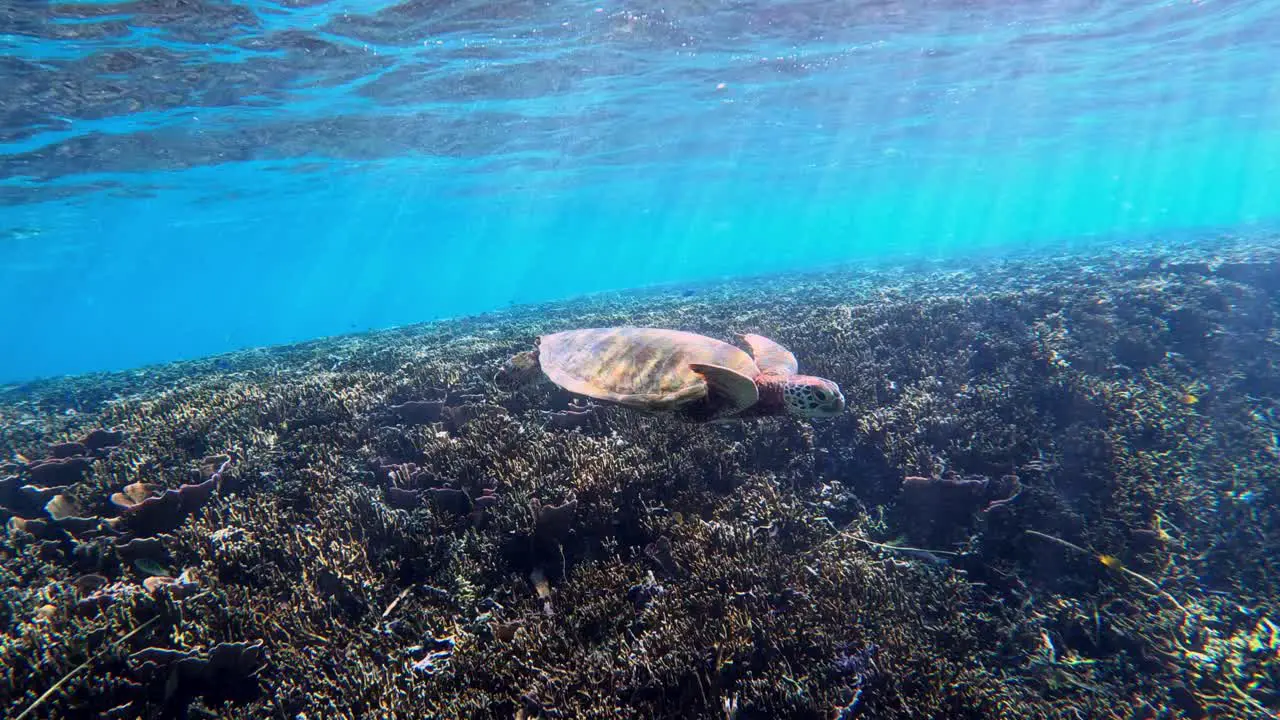 A Sea Turtle Swimming Over A Coral Reef