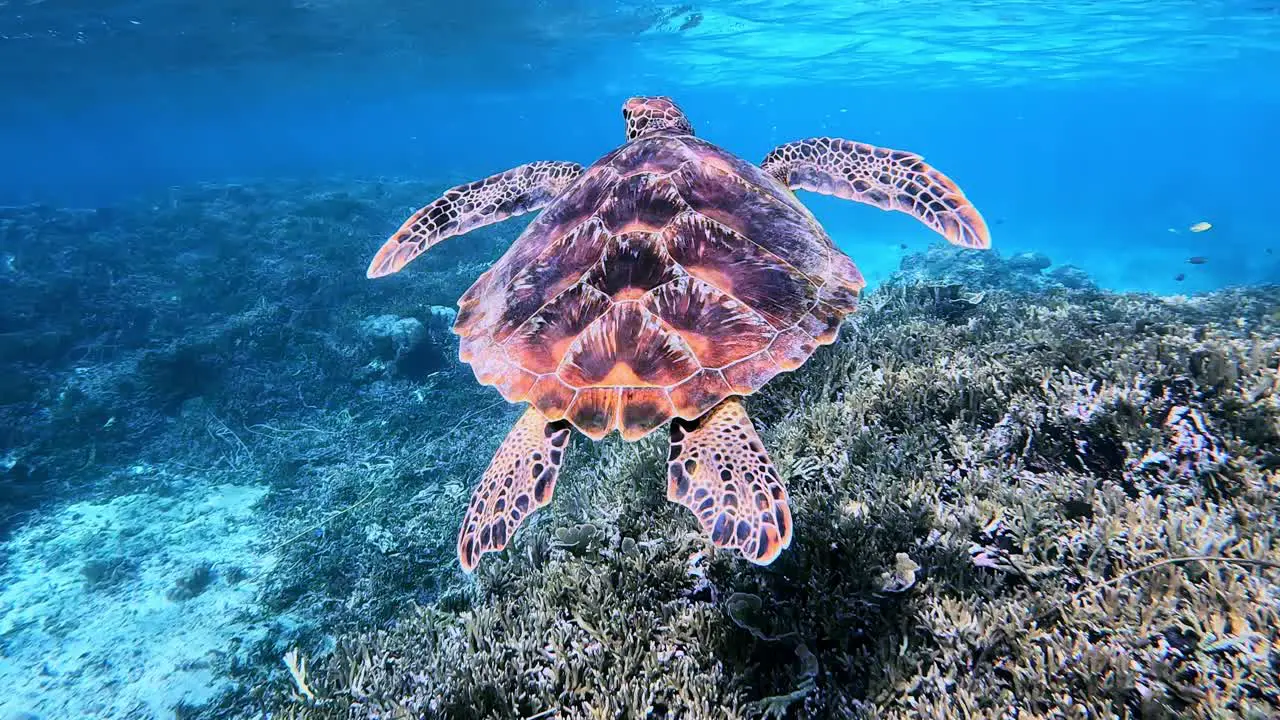 Green Sea Turtle Swimming Over Shallow Coral Reef In Crystal Clear Ocean