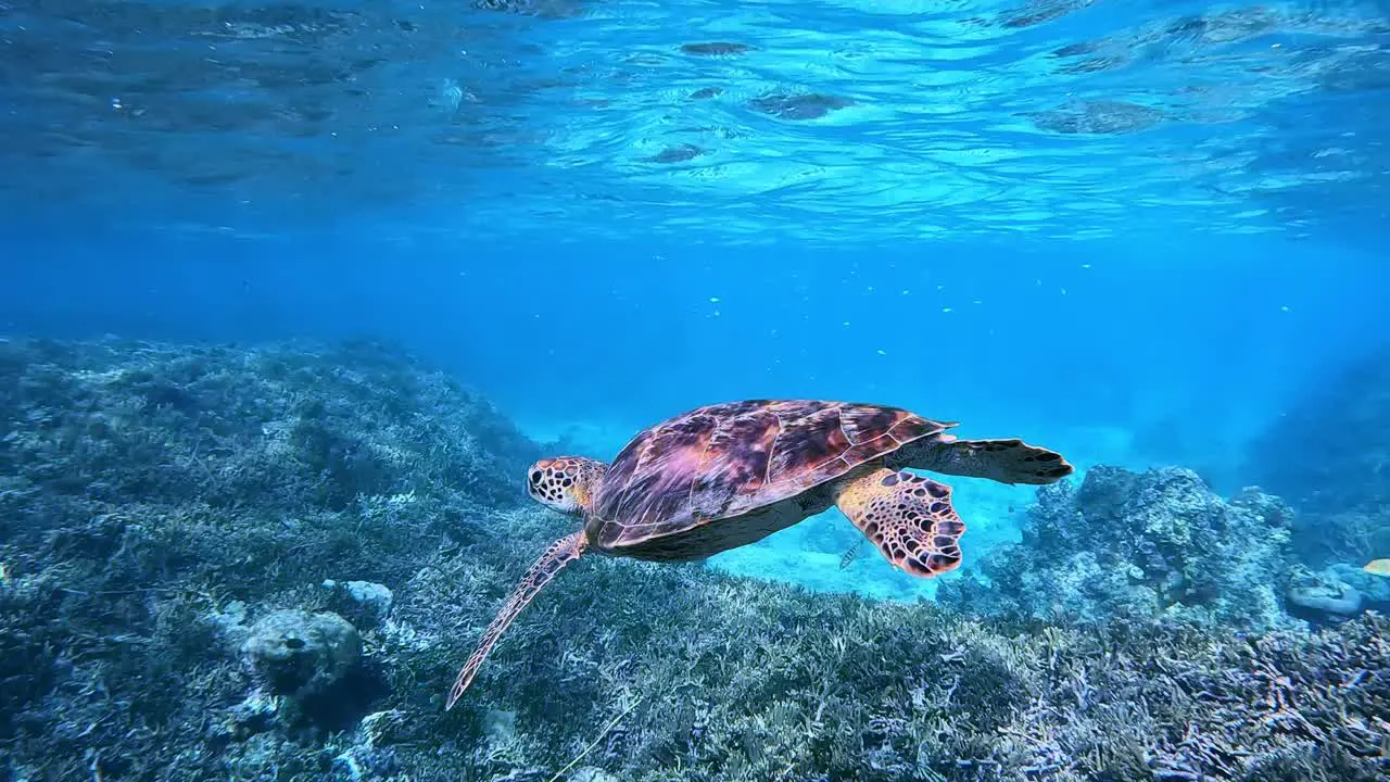 Green Sea Turtle Swimming Over Coral Reef In Very Clear Ocean