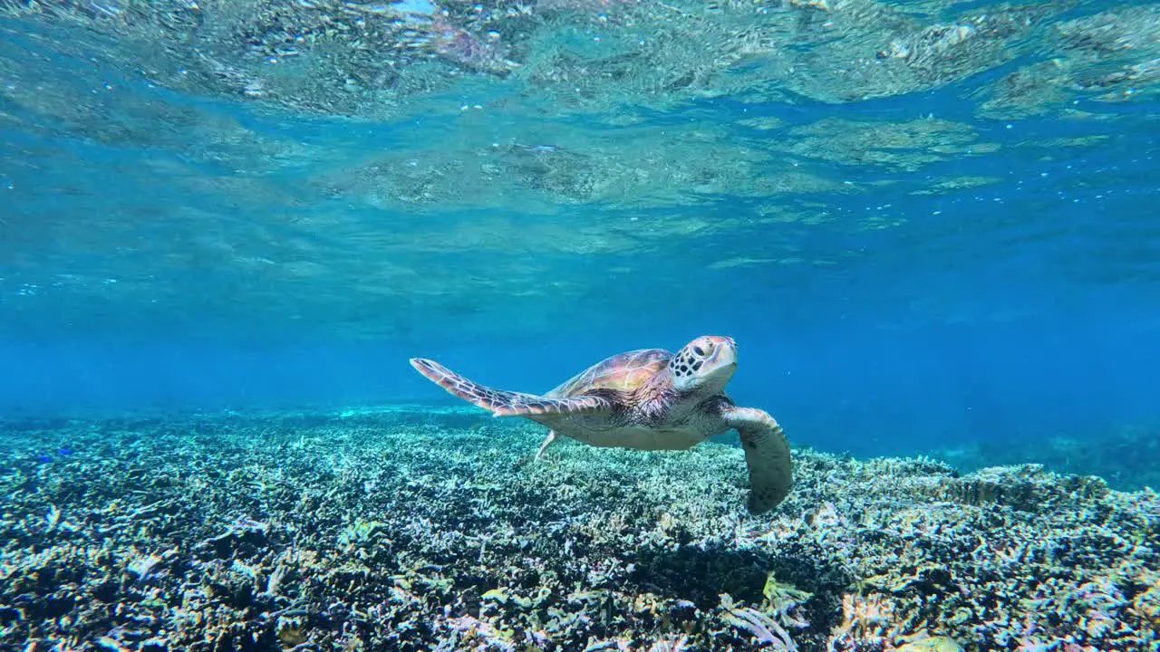 Closeup Of Green Sea Turtle Slowly Swimming In Tropical Blue Sea