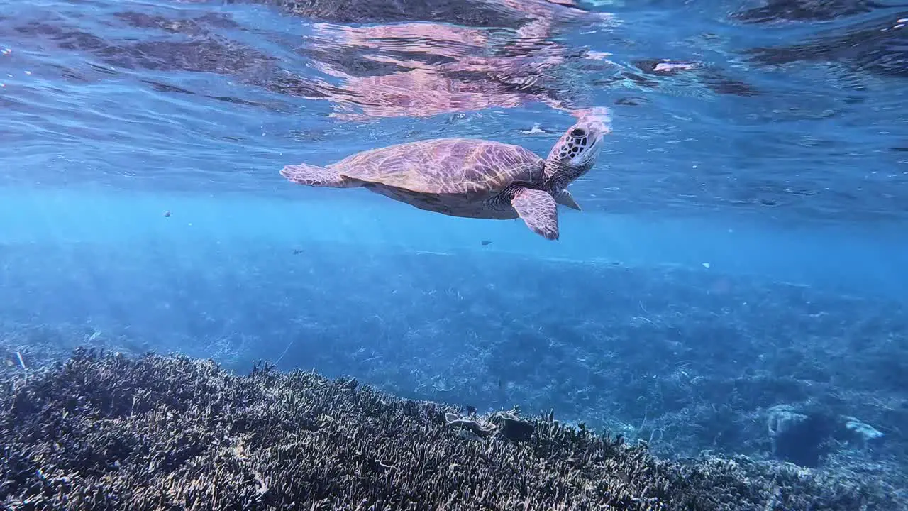 Green Sea Turtle Swimming Over Shallow Coral Reef