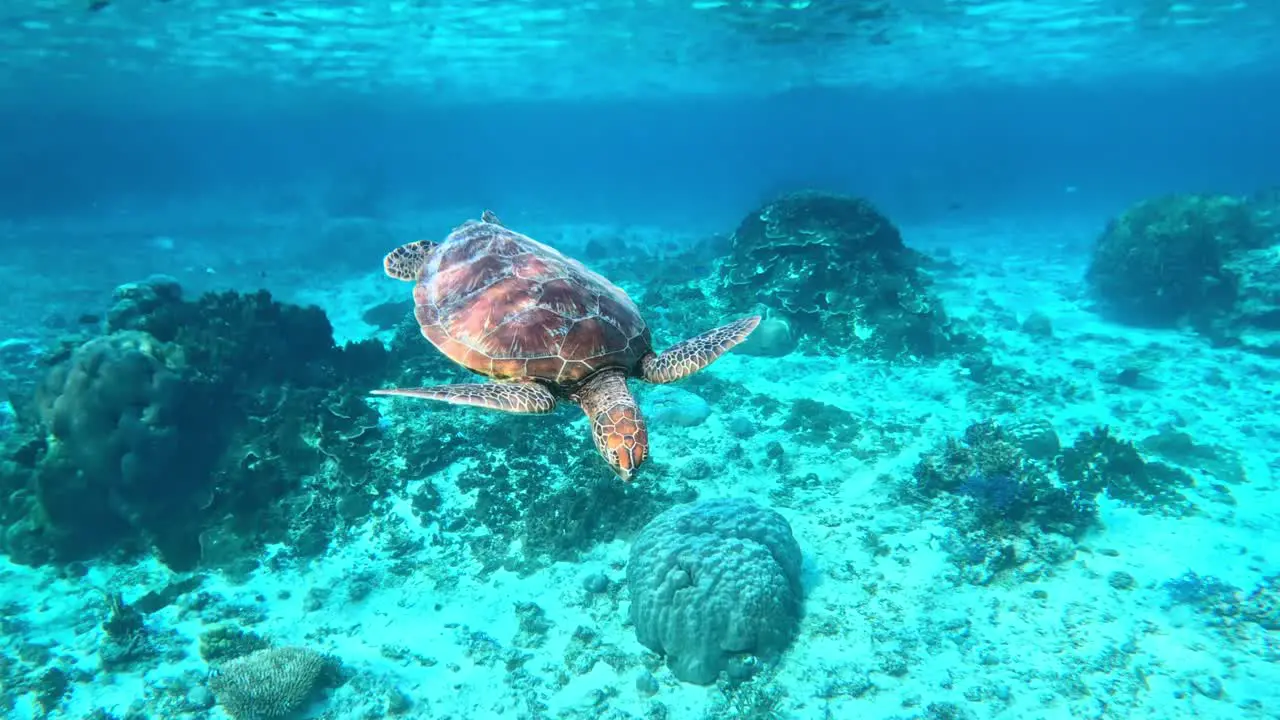 Closeup Of A Sea Turtle Swimming Under The Crystal Blue Sea underwater side view