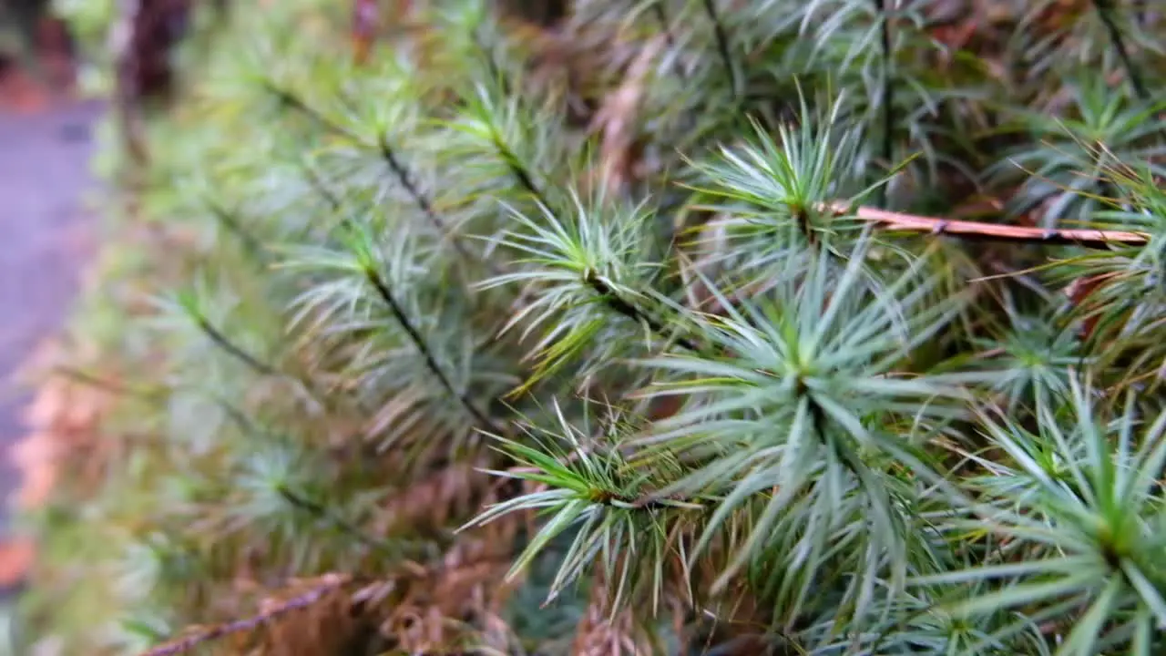 Close up of spiky green plants NZ fauna on a hiking trail in the wilderness forest rainforest bush of New Zealand Aotearoa