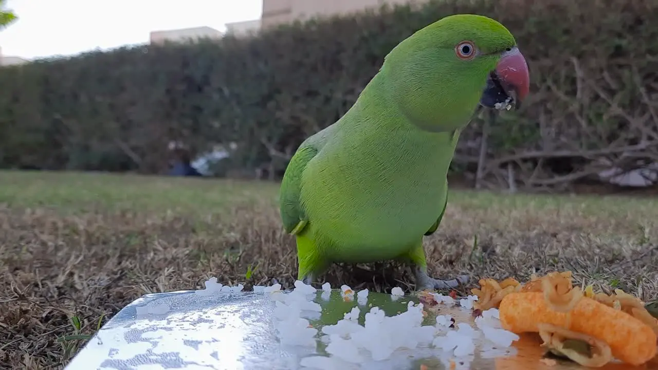 Rose-ringed parakeets eat rice and food in a container in the grass field in the backyard