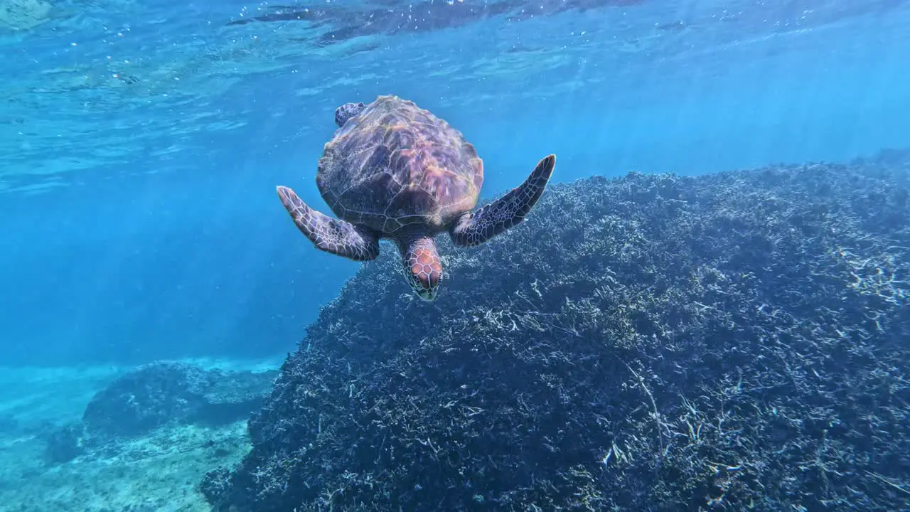 Closeup Of Green Sea Turtle Diving Down Onto The Reef