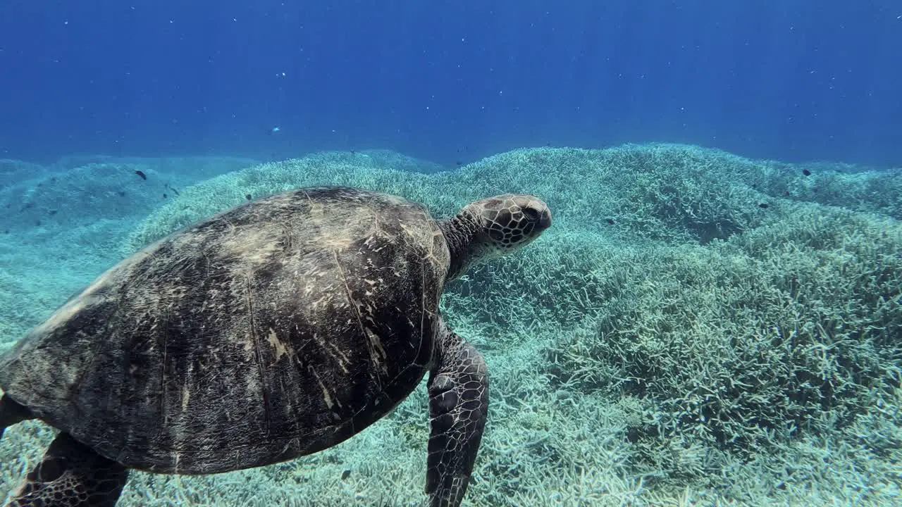 Close Up View Of A Green Sea Turtle Swimming Under The Sea underwater