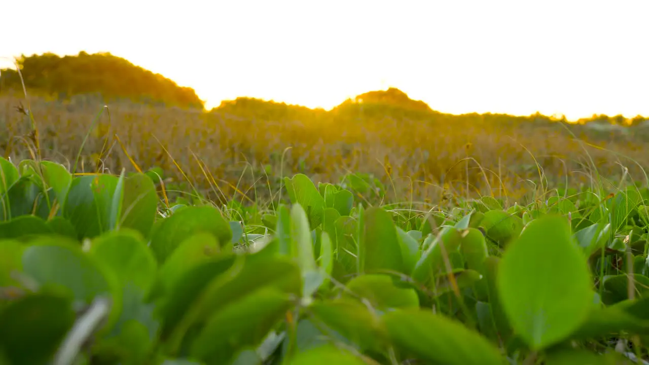 kalkalla pigface green plants on sunset hour