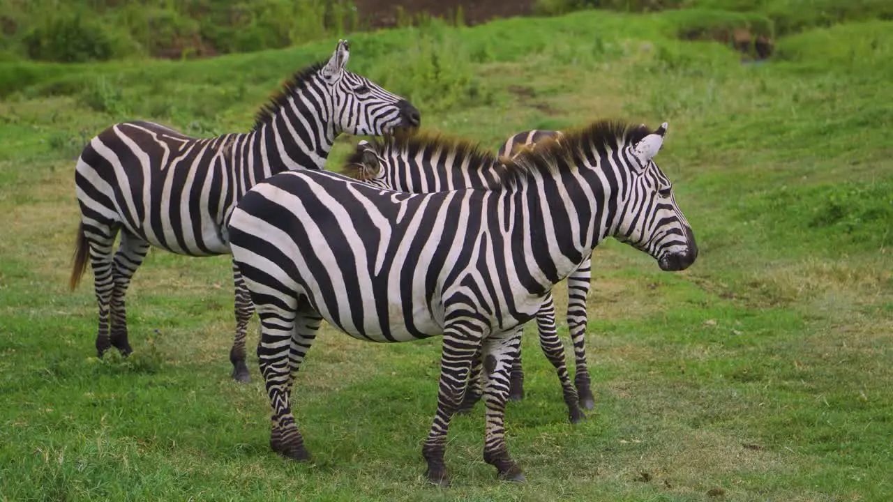 three little zebras walking and eating grass on a green field in the african savanna on a safari