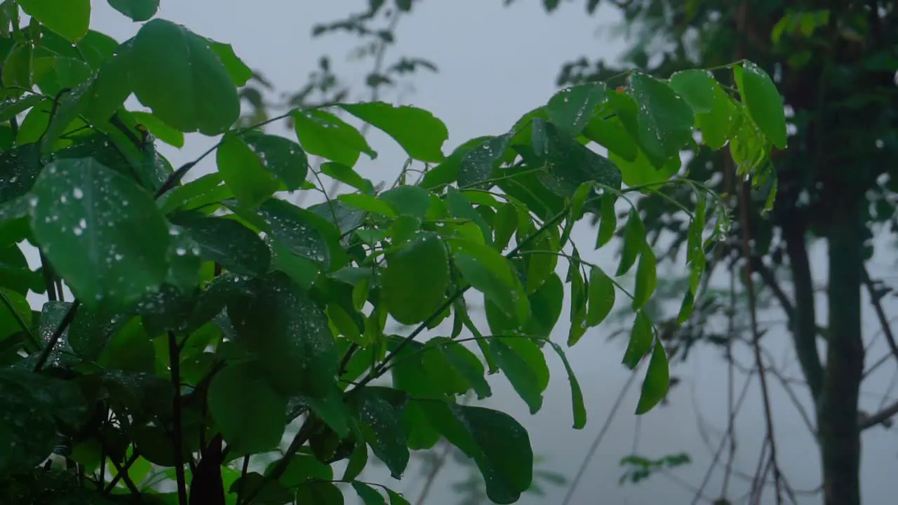 dewy leaves of trees swaying on the middle