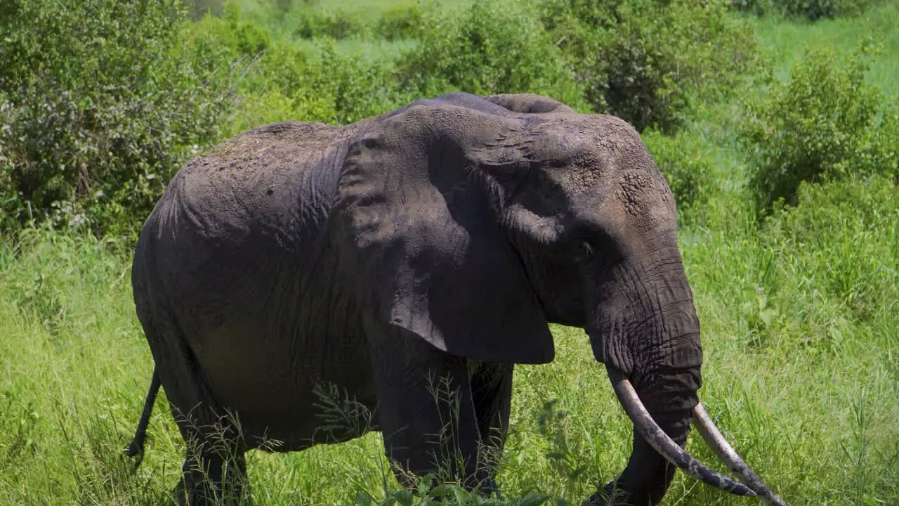 elephants walk the African savannah and chew grass in the wild against the background of the sky and green grass in the African savannah