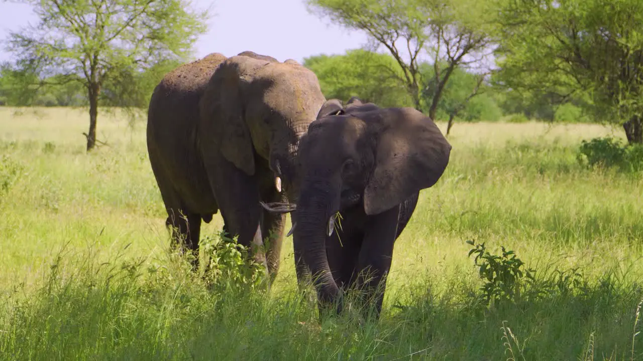 A large family of African elephants walks on the African savannah and chews grass in the wild against the backdrop of sky and green grass in the African savannah