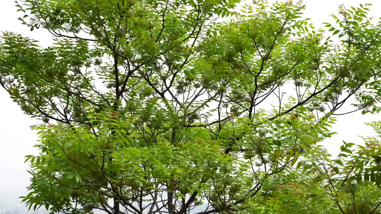 The fresh green leaves on a tree blowing in the wind against a white background