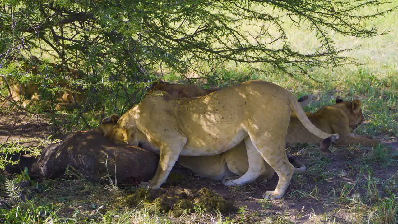 wild lion pride eats in the wild among green trees and green grass on safari in Africa