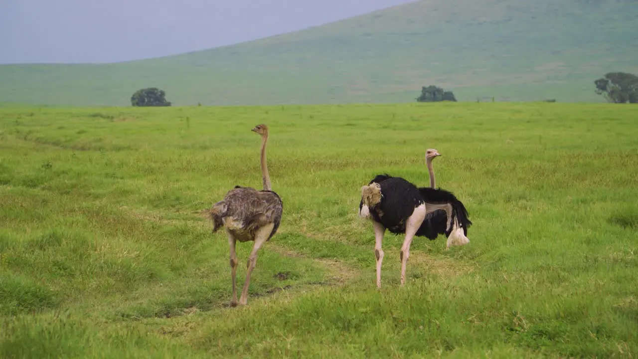 two ostriches are walking on the road of African savanna on a green field of grass against the backdrop of mountains and African trees on a safari