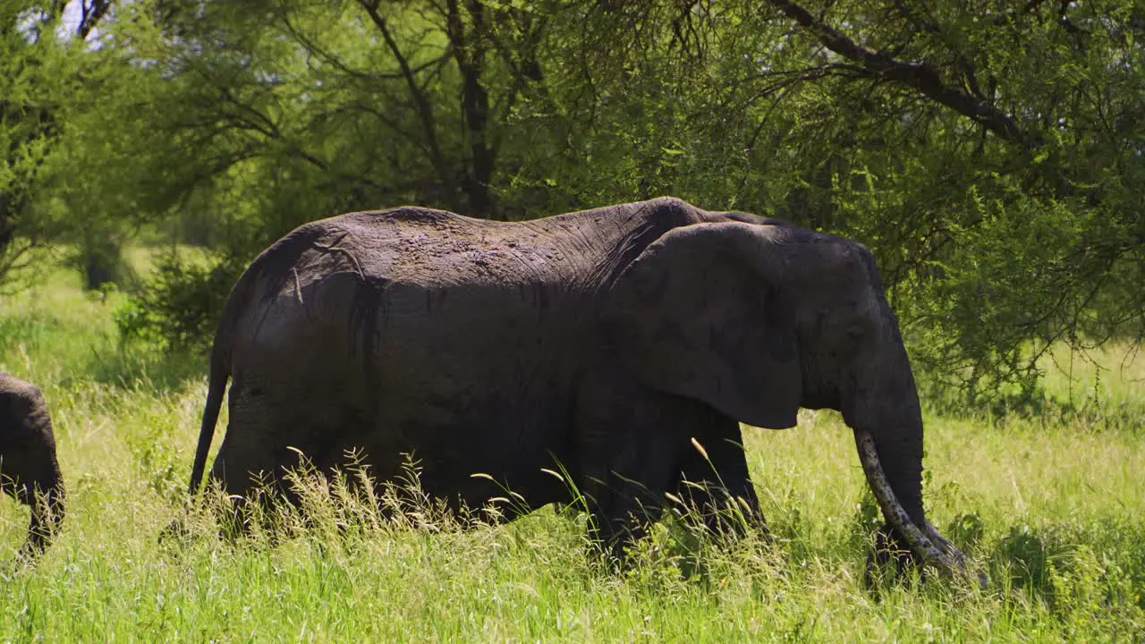 a family of elephants walks through the national park among green grass and beautiful trees in Africa