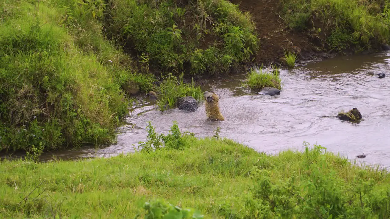 a wild hyena swims in a pond surrounded by green grass and green bushes on a safari in Africa