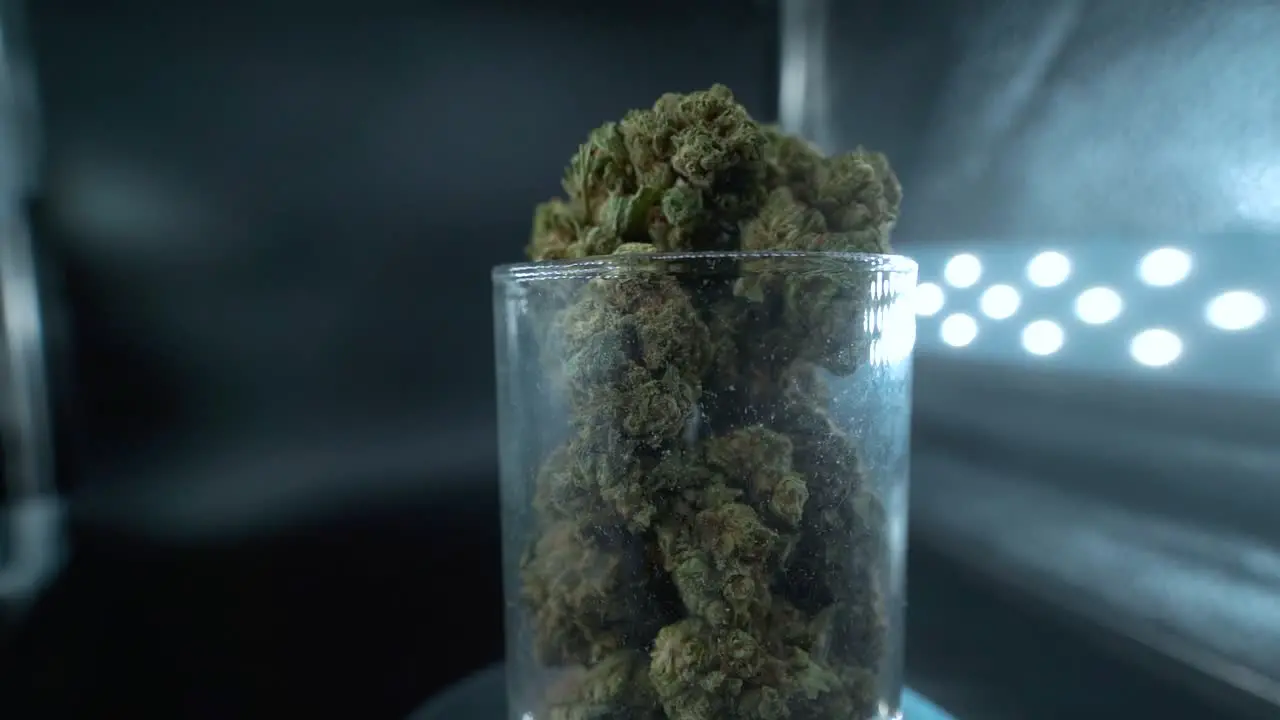 A close up detailed shot of a cannabis plant marijuana flower hybrid strains Indica and sativa on a 360 rotating stand in a shiny glass 120 fps slow motion Full HD cinematic studio light