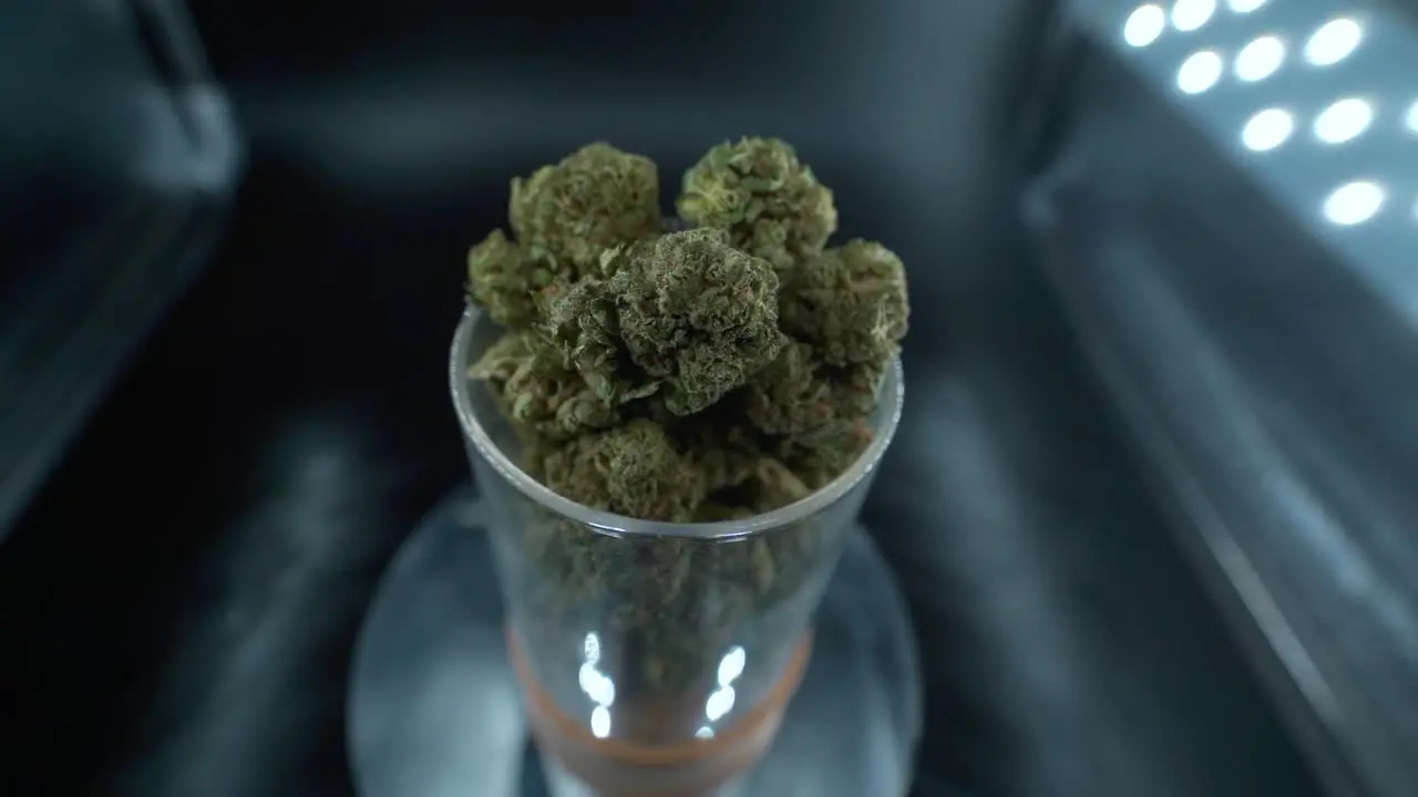 A close up detailed shot of a cannabis plant marijuana flower hybrid strains Indica and sativa on a 360 rotating stand in a shiny glass 120 fps slow motion Full HD cinematic shot from above