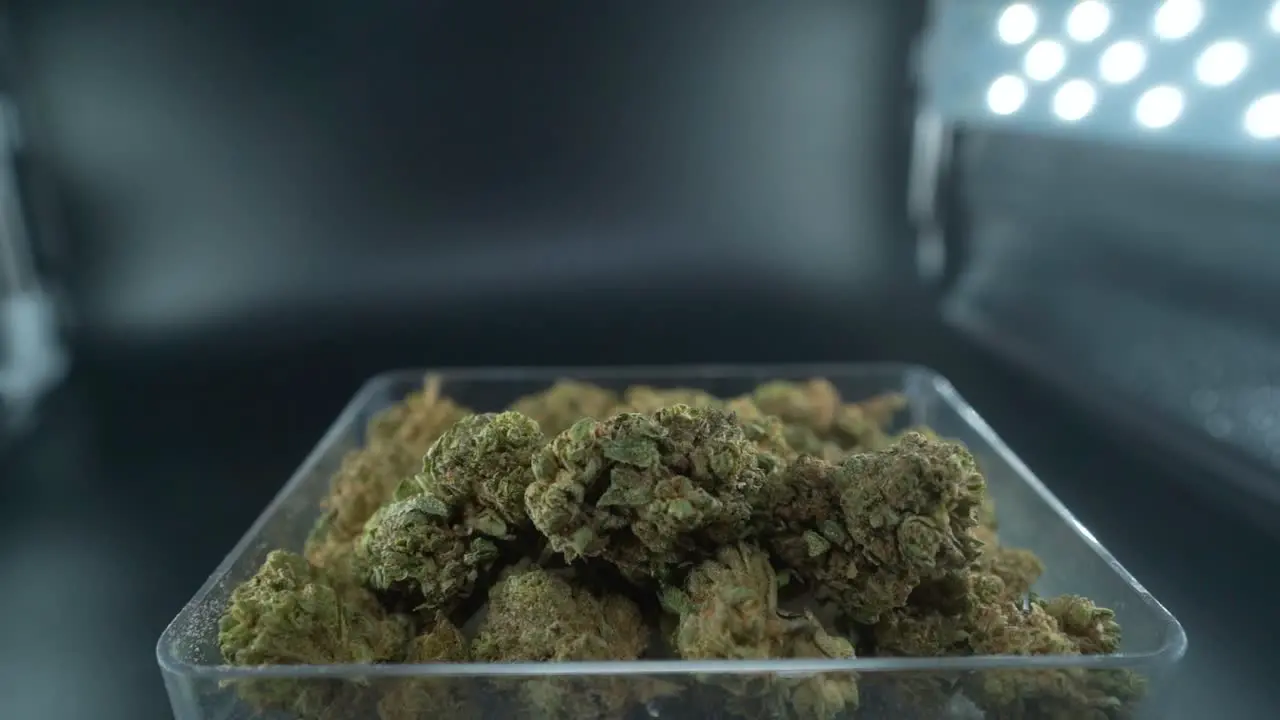 A close up detailed crane movement backwards shot of a cannabis plant marijuana flower in a clear plate hybrid strains Indica and sativa 120 fps slow motion Full HD cinematic studio lighting