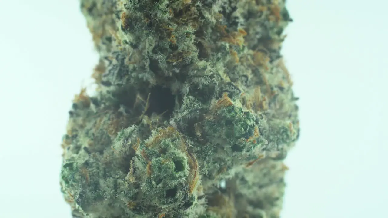 Macro Close up shot of a Marijuana sativa Super Lemon Amnesia Haze flower yellow green and purple Kush on a 360 rotating stand Slow motion 4K video