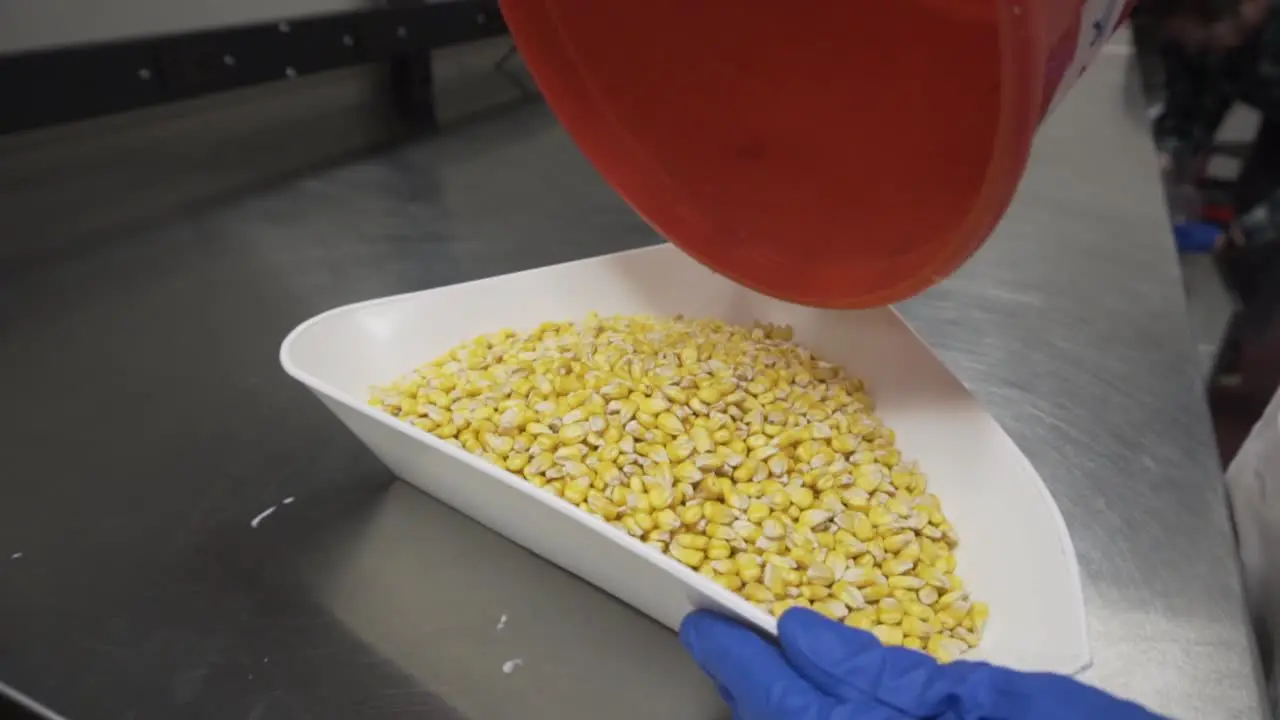 Agronomist pouring corn seeds into a test tube for treatment