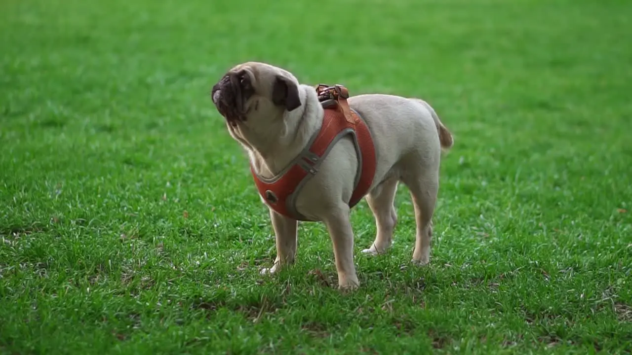 Portrait Of A Pug Standing On Grass While Its Owner Wiping The Dog Face With Napkin