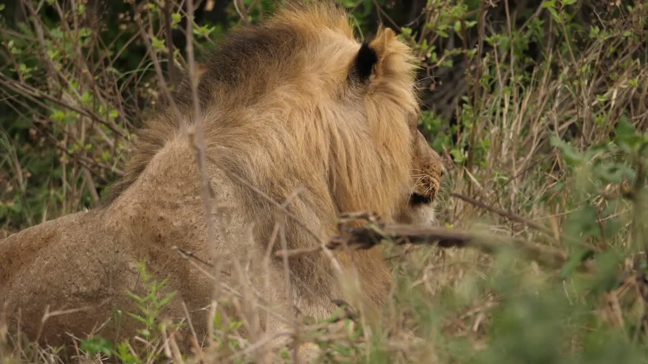 closeup of lion face licking lips as it rests on grass